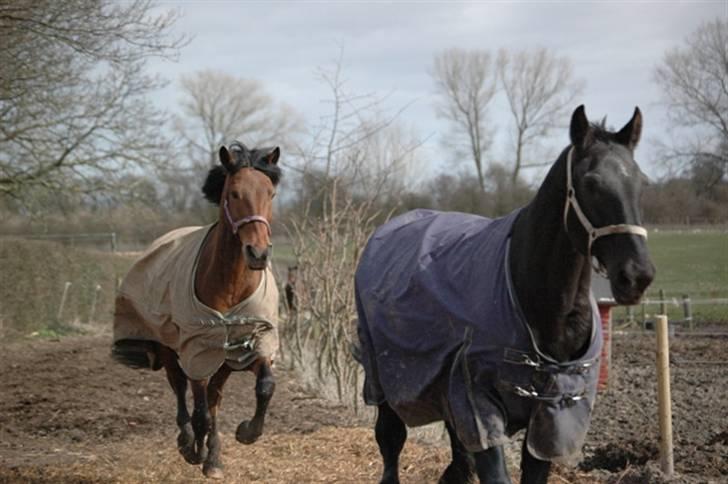 Anden særlig race Cheval Solgt - d.02.04.09 Fotograf Jacob©  billede 14