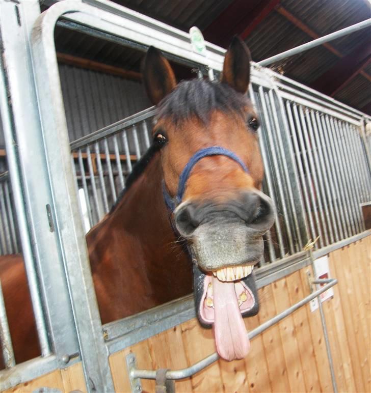 Anden særlig race Cheval Solgt - Valle pod. 23.07.09  billede 15