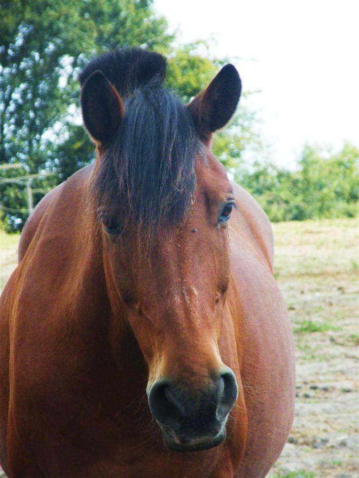Anden særlig race Cheval Solgt - d.23.08.09  billede 16