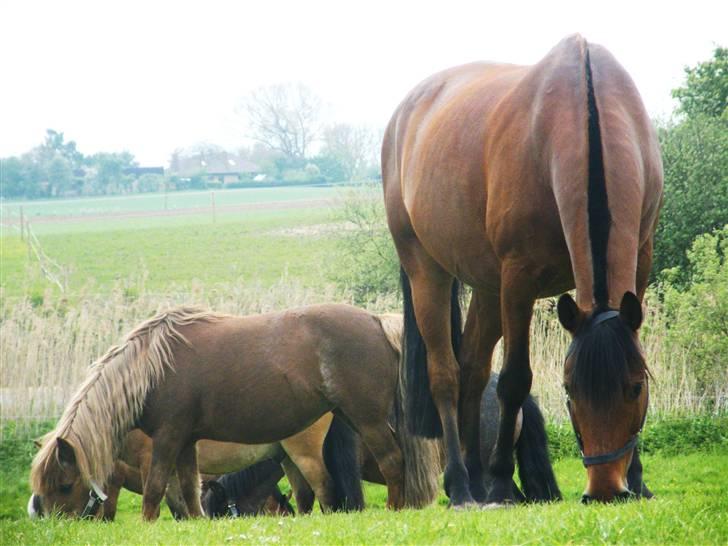 Anden særlig race Cheval Solgt - d. 23 Maj 2009  billede 17