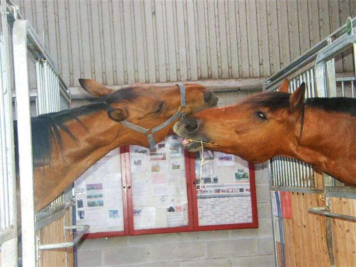 Anden særlig race Cheval Solgt - d. 14 Maj 2009  billede 18