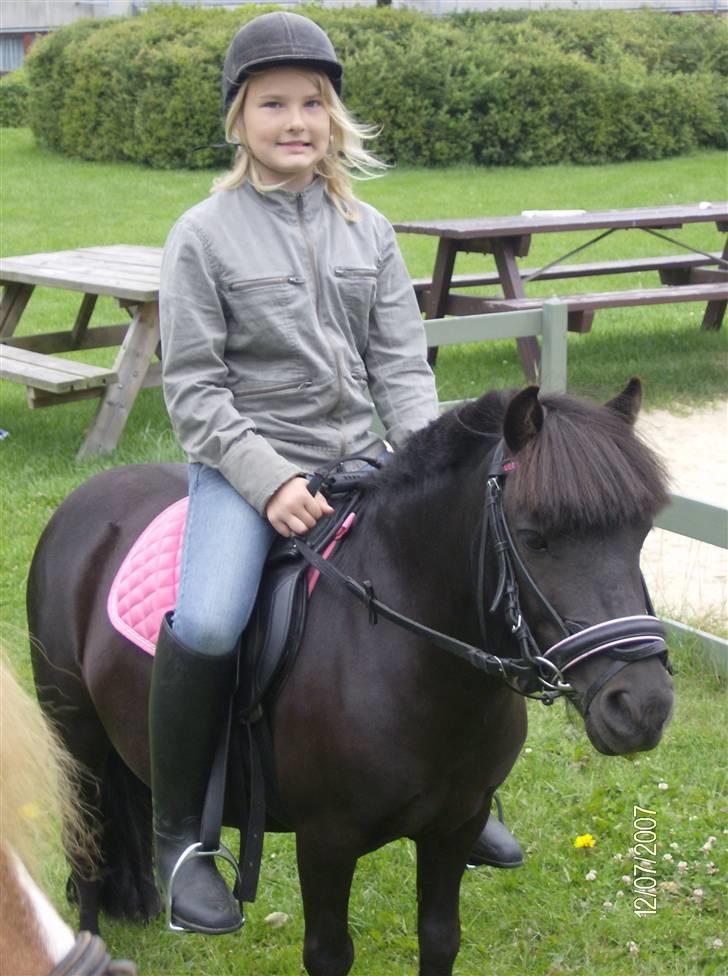 Shetlænder | *<3stella<3*| *solgt* - jeg vil ikke spise. jeg vil ikke spise... er billedet snart taget?! billede 2