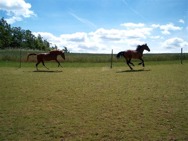 Knabstrupper : Coco's Dynamite | ~ Min Gamle Dame ~ - Dejligt med en ordentlig galoptur :D (Coco forest) billede 8