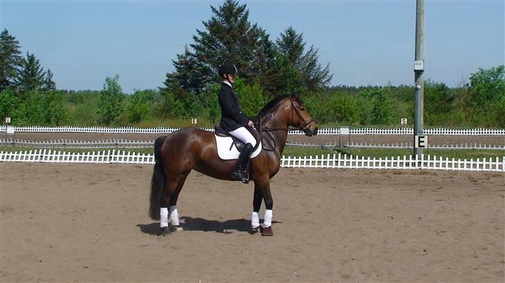 Hollandsk Sportspony .•°Pheobee- elsker diq°•. - Lc2 dressur<3 I ved det ikk li er noget for mig!! HADER DRESSUR! (: hah billede 9