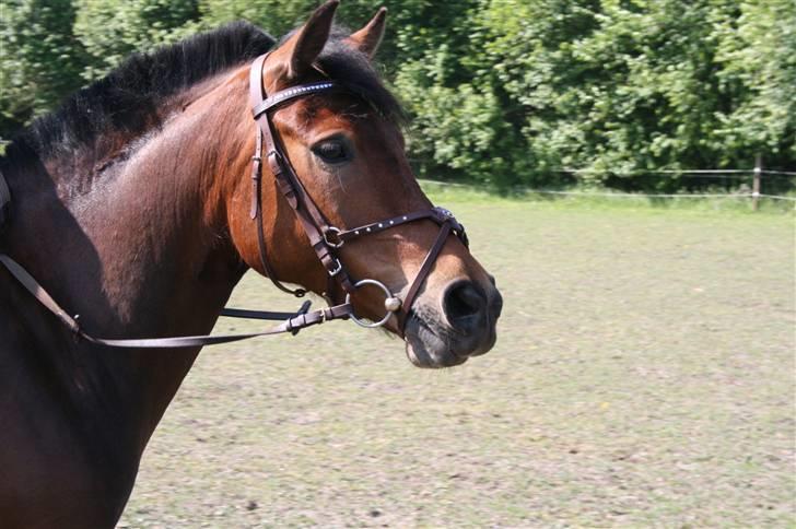 Hollandsk Sportspony .•°Pheobee- elsker diq°•. - dejlige pheobee til stævne.. billede 12