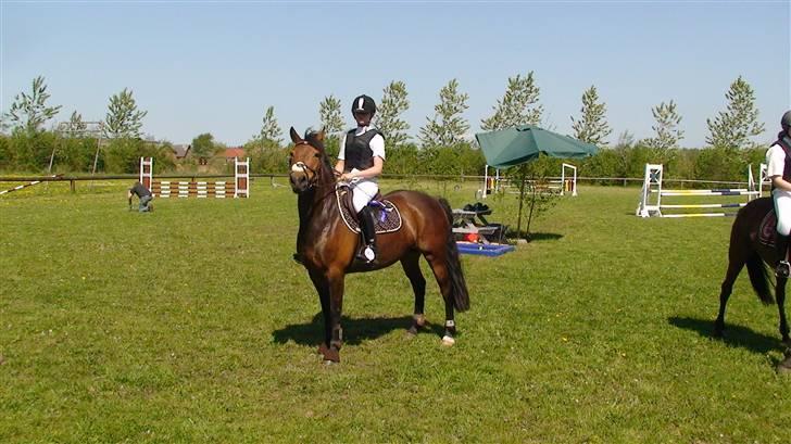 Hollandsk Sportspony .•°Pheobee- elsker diq°•. - Præmieoverrækkelse i Lb spring 2008 billede 16