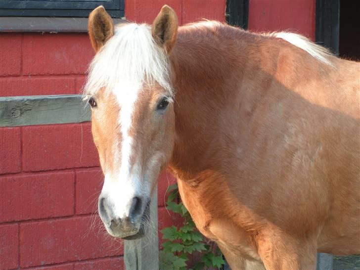 Haflinger Velda billede 8