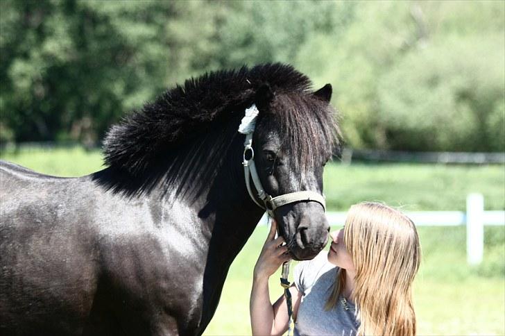 Shetlænder | Bølle billede 1