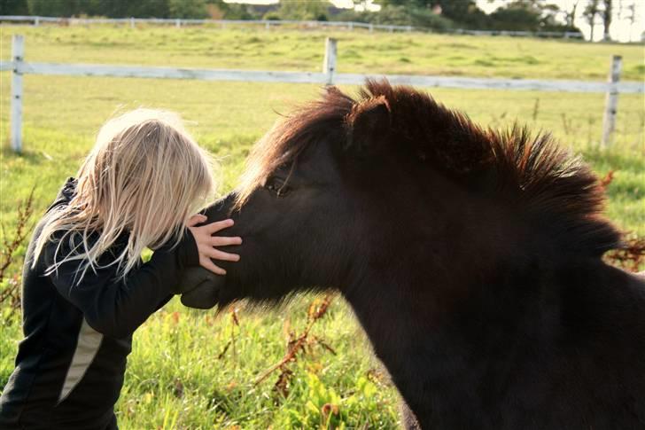 Shetlænder | Bølle billede 3