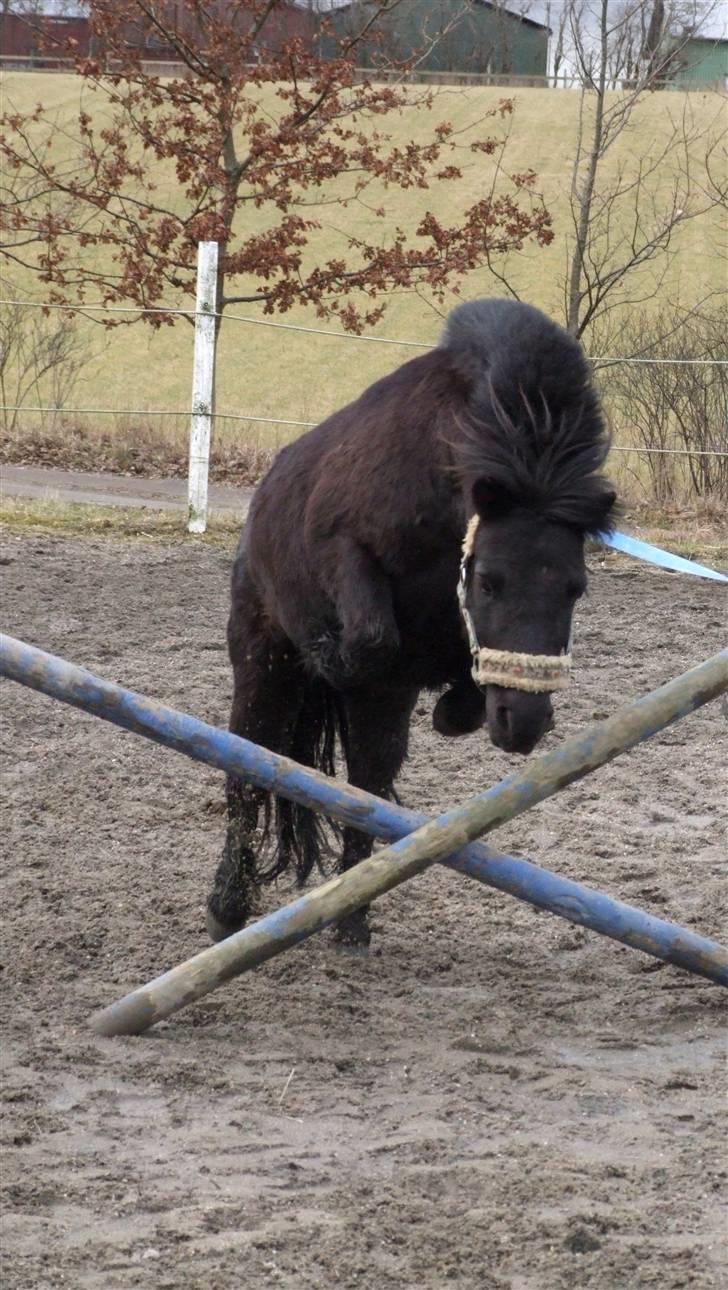 Shetlænder | Bølle billede 9