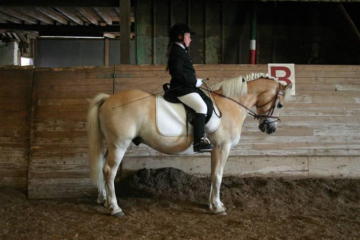 Haflinger Guldborggaard's Nero - til stævne på LARK billede 7