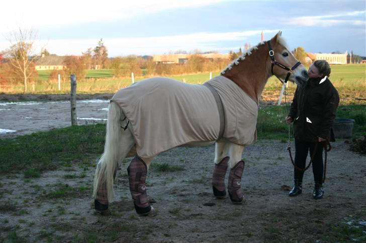 Haflinger Guldborggaard's Nero - klar til stævne på BARK d.23/11-08 billede 8