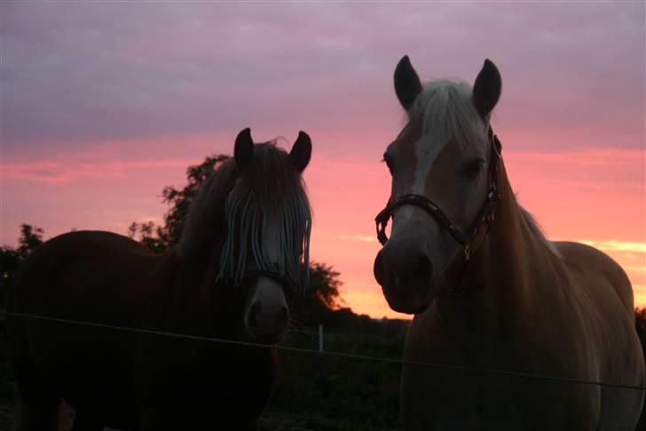 Haflinger Guldborggaard's Nero - Nero and Remir in the twilight :D My to beauty´s! billede 9