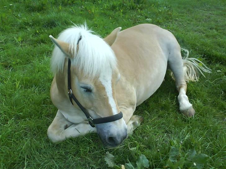 Haflinger Guldborggaard's Nero billede 10