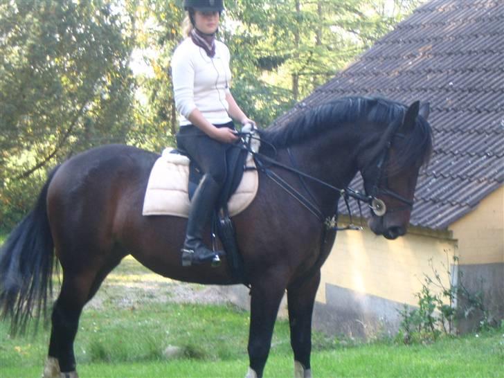 Anden særlig race Amazing Star - Maisie og mig en ganske almindelig dag - Dressur :) billede 3