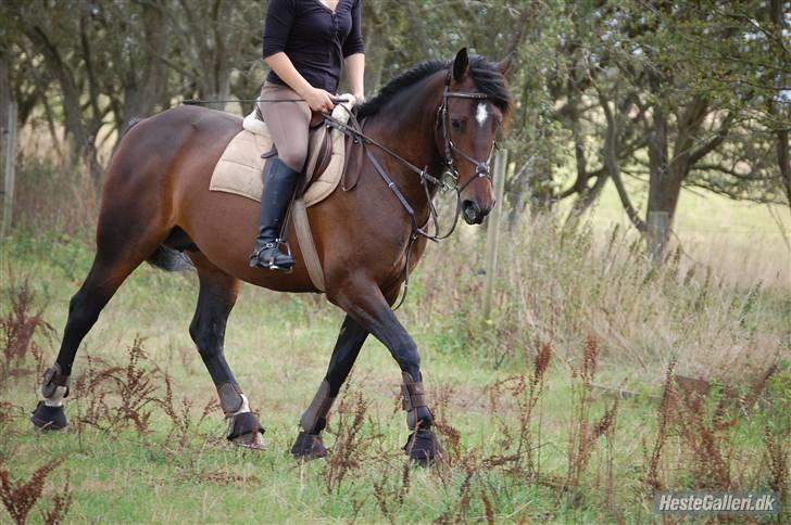 Anden særlig race Amazing Star - ´ billede 5