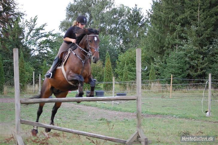 Anden særlig race Amazing Star billede 6