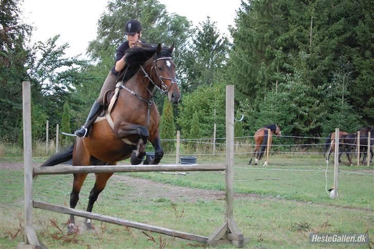 Anden særlig race Amazing Star - Maisie 110 cm billede 9