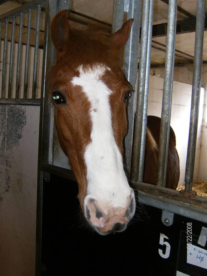 Anden særlig race Rosita solgt :´(   - Ååå hvor jeg savner dig.......Foto : Mig billede 1