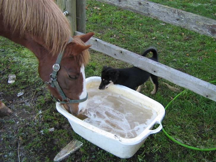 Anden særlig race Rosita solgt :´(   - Nå vil du også have lidt vand<3<3 Foto : mig billede 2