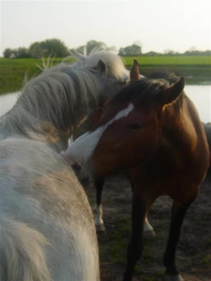 DSP Flicka -solgt- billede 3