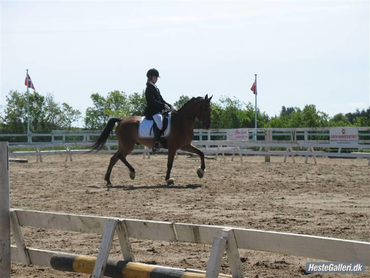 Appaloosa Andree Solgt - Stævne lindegårdens rideklub 2008. LA1 billede 2