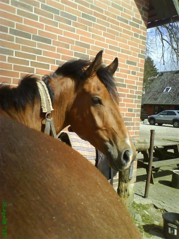 Appaloosa Andree Solgt - Andree efter træning!! billede 5