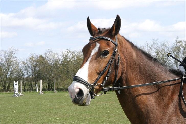 DSP Flicka -solgt- billede 8