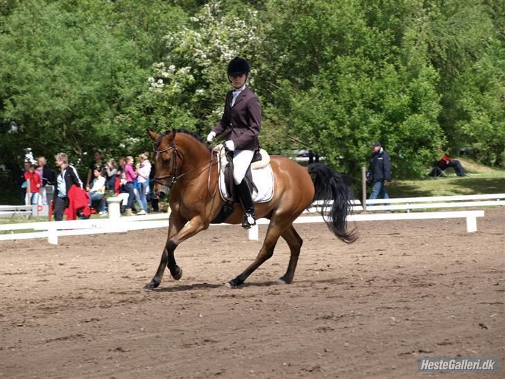 Appaloosa Andree Solgt - Morsø 2009. billede 6