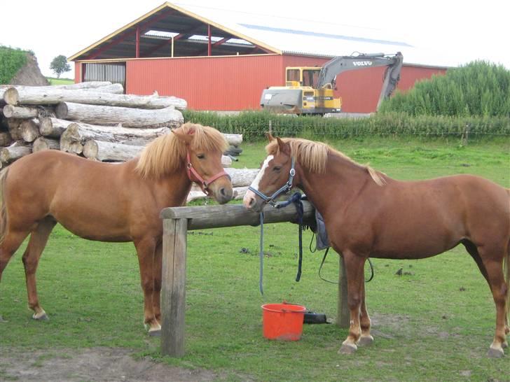 Anden særlig race Rosita solgt :´(   - Rosita og Lunas pony Flika<3<3<3 Foto : mig billede 4