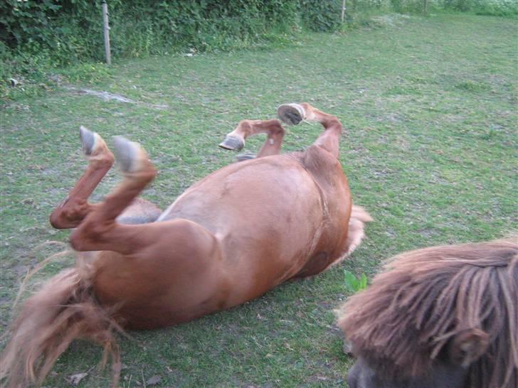 Anden særlig race Rosita solgt :´(   - Jeg skal bare lige rulle mig<3<3<3 Foto : mig billede 7