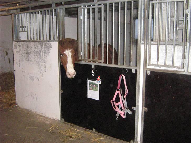 Anden særlig race Rosita solgt :´(   - Her er Rositas nye Hjem<3 Foto : mig billede 8