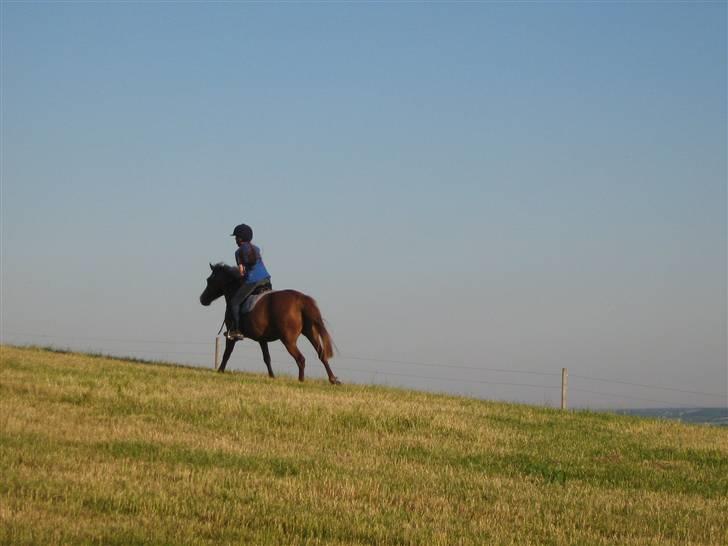 Anden særlig race Rosita solgt :´(   - Sikke hun kan løbe<3 Foto : min mor billede 9