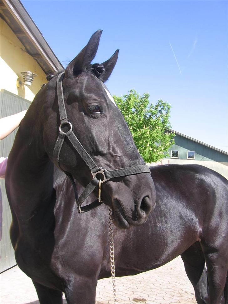 Anden særlig race Nonius-95Malvin *Solgt* - Smukke Nonius <3 billede 20