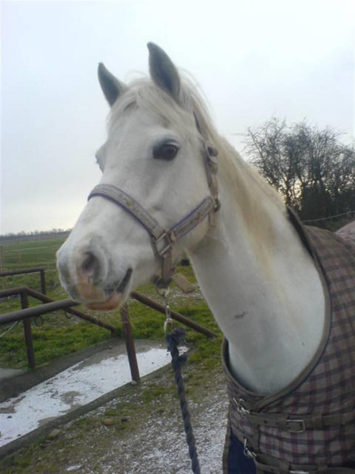 Welsh Pony (sec B) Lintelo Gratitude- SOLGT billede 1