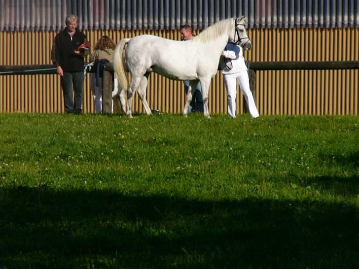 Welsh Pony (sec B) Lintelo Gratitude- SOLGT billede 2