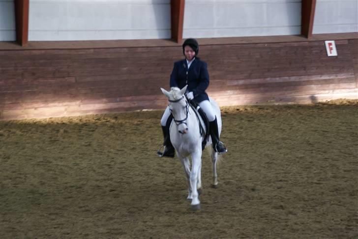 Welsh Pony (sec B) Lintelo Gratitude- SOLGT - stævnepå nhr. billede 3