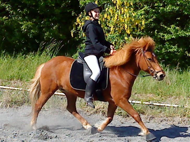 Islænder Embla fra Hessellund  - En efterårsdag i 2009. billede 14