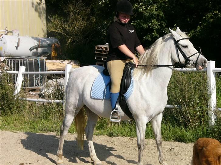 Welsh Pony (sec B) Lintelo Gratitude- SOLGT - sommer 05 da havde jeg næsten lige købt hende  billede 4