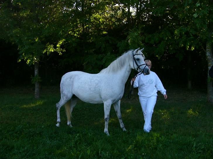 Welsh Pony (sec B) Lintelo Gratitude- SOLGT billede 5