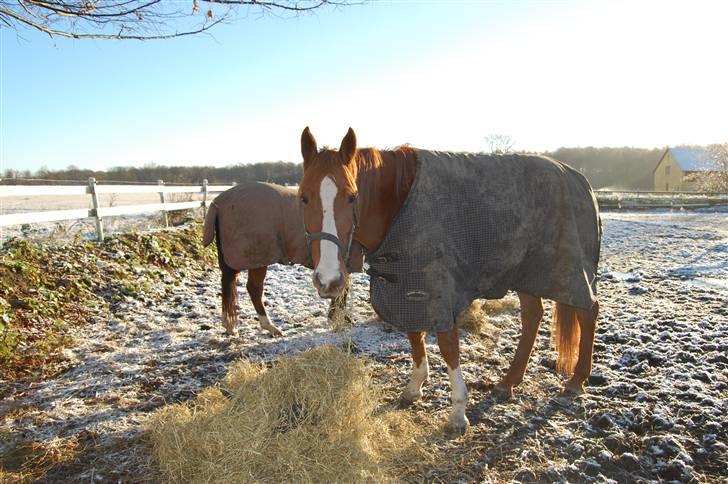 Traver Junker billede 7