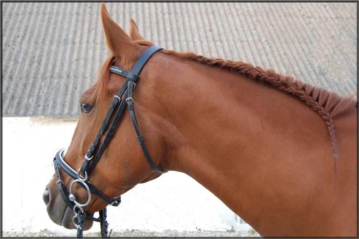 Traver Junker billede 8