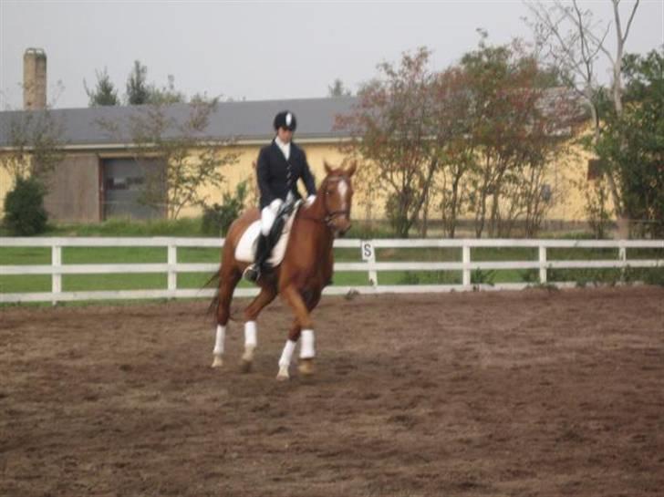 Dansk Varmblod Arrogant (gammel part) - Lækker dressur hest også !! Men spring er sjovere synes vi ! billede 10