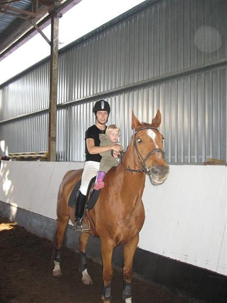 Dansk Varmblod Arrogant (gammel part) - 110% børnevenlig ! Elsker børn ! billede 11