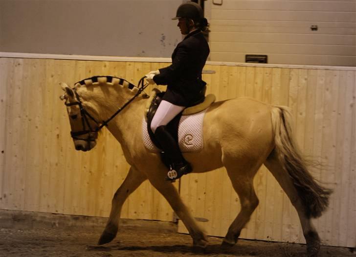 Fjordhest *Samson af Engholm* <3 <3 **SOLGT** - Frederikshavn LA1 dressur.. billede 2