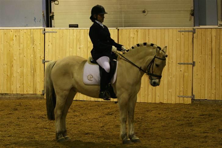 Fjordhest *Samson af Engholm* <3 <3 **SOLGT** - FINER parade i LA1 i Frederikshavn billede 5