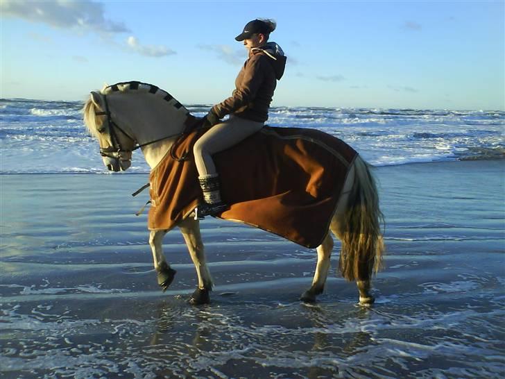 Fjordhest *Samson af Engholm* <3 <3 **SOLGT** - Høje knæløft på stranden.... ;o) billede 6