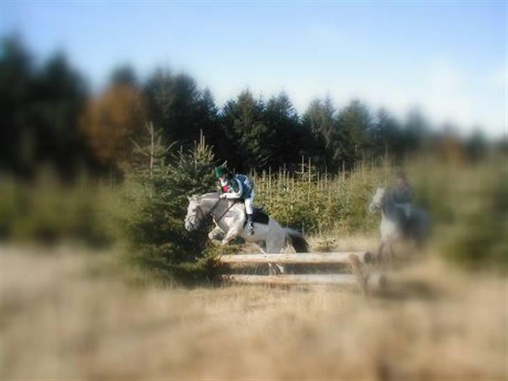 Fjordhest *Samson af Engholm* <3 <3 **SOLGT** - Weee.... til Jagt i 2002 billede 7