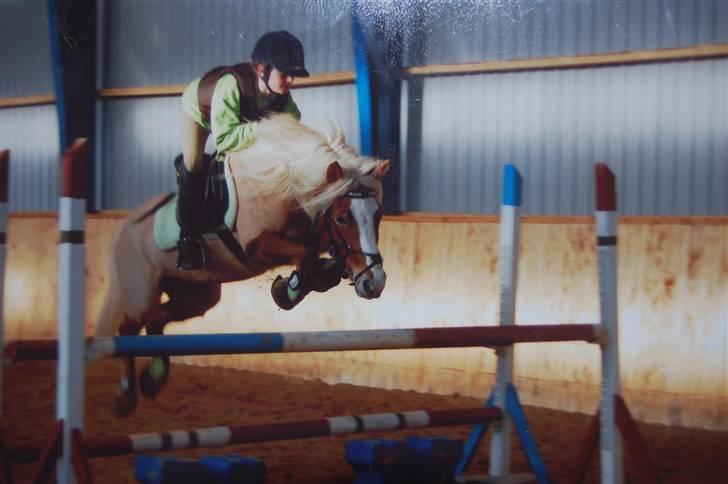 Anden særlig race » Miss Movie Star | SOLGT - WOW Ö det ser vildt ud! springer 1 meter i oxer billede 6