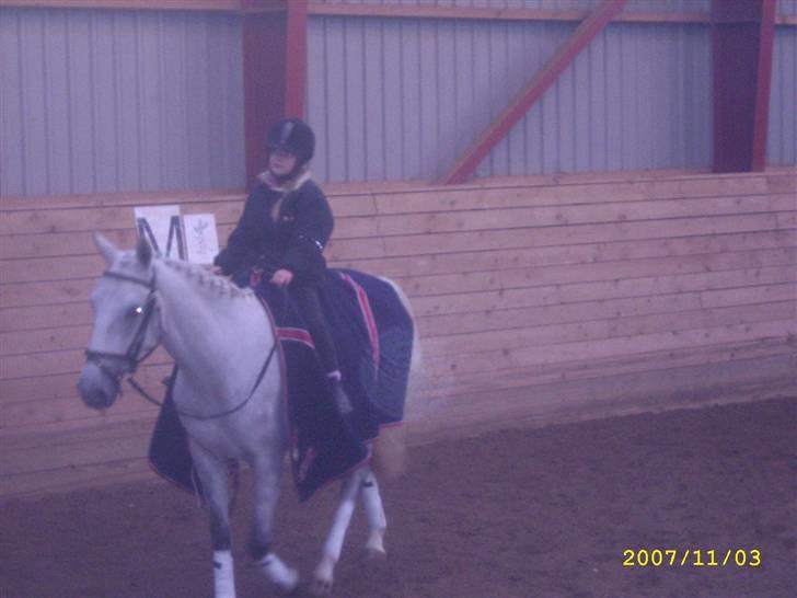 Lipizzaner Lipi/ Solgt billede 9